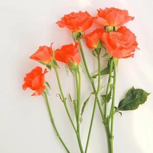 NBA直播-315曝光的3类黑心酒水，竟还在流通！喝的人要当心